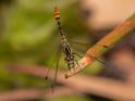 Nannophya australis-1841